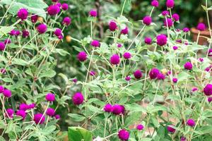 Amaranth purpurrot im Garten foto