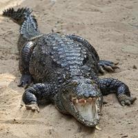 Alligator foto
