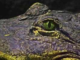 Auge eines Krokodils foto