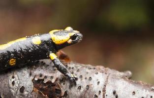 Salamander foto