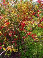 Blume in einem Park, Schönheit in der Natur. foto