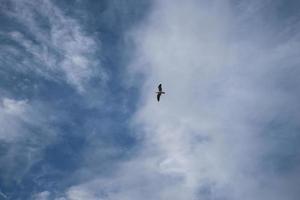 Möwe fliegt gegen Wolkengebilde und blauen Himmel foto