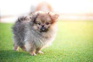 niedliche welpen pommerscher mischlings-pekingese-hund, der auf dem gras steht foto