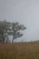 Nebel bedeckt den Bergwald. foto