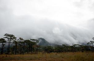 Nebel bedeckt den Bergwald. foto
