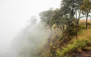 Nebel bedeckt den Bergwald. foto