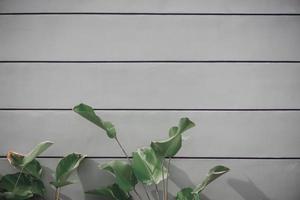 grünes Blatt vor weißer Plankenwand foto