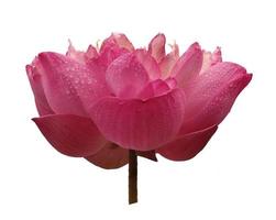 Lotusblume lokalisiert auf weißem Hintergrund foto