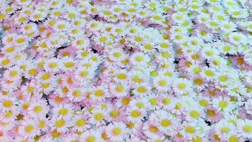 viele viele schöne gänseblümchen blumen im sommer eine fröhliche landschaft. Nahansicht. realistische 3D-Darstellung foto