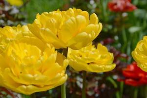 Tulpen verdoppeln frühe Marie Jo mit gelben Pfingstrosenblüten vor dem Hintergrund des Grüns in einem Stadtpark. schöne Frühlingsblumen. foto