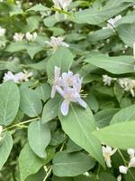 Fotos eines schönen Busches mit weißen Blüten. Frühlingshintergrund