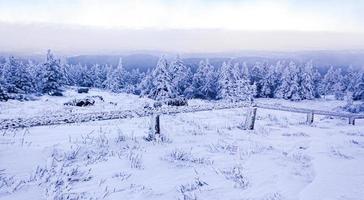 eingeschneit in eisigen tannen landschaft brocken berg harz deutschland foto