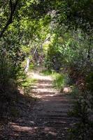 Wanderweg im Wald von Kirstenbosch National Botanical Garden. foto