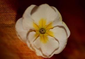 weiße blume blüte nahaufnahme primelfamilie primulaceae hintergrund moderner hochwertiger großformatdruck foto