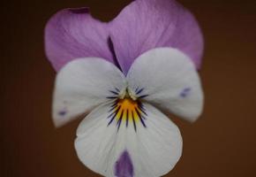 bunt blume blüte nahaufnahme landwirtschaftlich hintergrund viola tricolor l. Familie Violaceae hochwertiger botanischer Druck in großer Größe foto