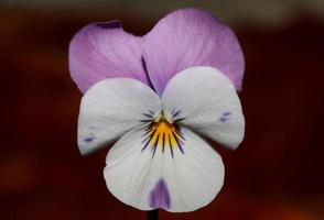 bunt blume blüte nahaufnahme landwirtschaftlich hintergrund viola tricolor l. Familie Violaceae hochwertiger botanischer Druck in großer Größe foto