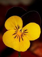 bunt blume blüte nahaufnahme landwirtschaftlich hintergrund viola tricolor l. Familie Violaceae hochwertiger botanischer Druck in großer Größe foto