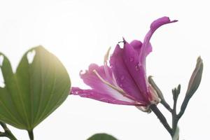 rosa farbe der bauhinia purpurea blume. Blumenstrauß auf Zweigen und grünen Blättern. unter weißem Himmel mit orangefarbenem Effekt. foto