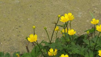 gelbe Blumen im grünen Gras foto