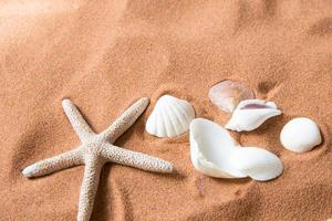 Seesterne und viele Muscheln auf Strandsand foto