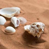 Nahaufnahme von Meeres- und Muschelschalen auf dem Strandsand foto