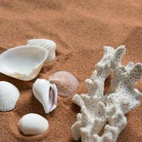 Muscheln und Riffstück auf dem Sand. foto