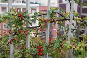 Feuerdornpflanze mit ihren roten Früchten. Terrasse in der Stadt foto