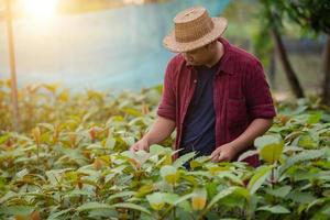 Anbau von Kratom-Kräutern für die Alternativmedizin in Thailand foto