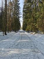 frühling im pawlowsky-park weißer schnee und kalte bäume foto