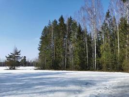 frühling im pawlowsky-park weißer schnee und kalte bäume foto