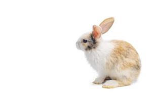 Braunes und weißes Kaninchentier kleiner Hase Ostern sitzt und lustiges glückliches Tier hat weißen isolierten Hintergrund mit Beschneidungspfad foto