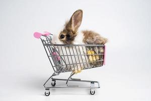 Nahaufnahme kleines braunes weißes Kaninchen oder Häschen, das auf Einkaufswagen sitzt, und lustiges glückliches Tier haben weißen, isolierten Hintergrund, schöne Aktion des jungen Kaninchens beim Einkaufen. foto