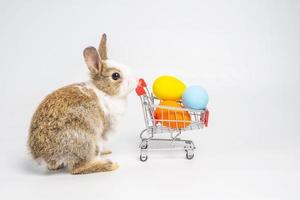 junger entzückender Hasenstand auf weißem Hintergrund. süßes Kaninchenbaby für Ostern und Online-Shopping-Shop für farbige Eier, schöne Aktion des jungen Kaninchens als Einkauf. foto