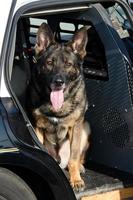 Polizeihund foto