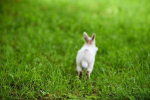 Kleines weißes, flauschiges Kaninchen, das auf lebhaft grünem Rasen springt, verschwommener, unfokussierter Hintergrund foto