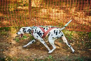 Trockenland-Schlittenhunde-Mushing-Rennen, schneller dalmatinischer Schlittenhund, der Transport mit Hundemusher zieht foto