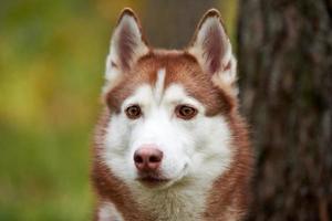 schönes sibirisches husky-hundeporträt aus der nähe, junge sibirische husky-hündin, husky-hundemaulkorb-schlittenhund foto