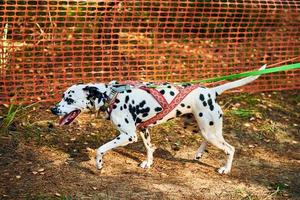 Trockenland-Schlittenhunde-Mushing-Rennen, schneller dalmatinischer Schlittenhund, der Transport mit Hundemusher zieht foto