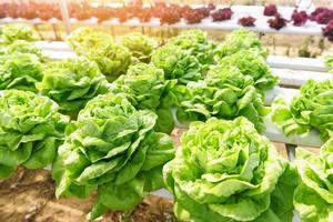 Kopfsalat hydroponischer Feldsalat Pflanzen auf Wasser ohne Boden Landwirtschaft im Gewächshaus Bio-Gemüse-Hydrokultur-System - grüner Salat wächst im Garten foto