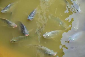 Tilapia-Fische auf Süßwasser, Tilapia-Fische, die in einem Teich schwimmen, Tilapia-Farm foto