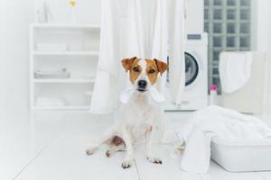 Weißer und brauner Hund beißt gewaschene Wäsche, die am Wäschetrockner hängt, sitzt auf dem Boden in der Waschküche in der Nähe des Beckens voller Handtücher. Zuhause und Waschen. foto