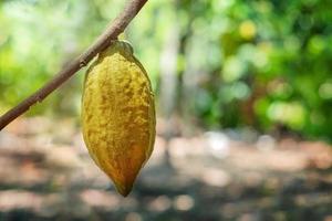 Kakaobaum mit Kakaoschoten in einem Bio-Bauernhof. foto