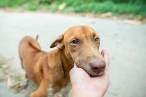 Porträt eines kleinen braunen Hundehundes draußen in einer Nachbarschaft mit einer Person, die in der Nähe sitzt foto