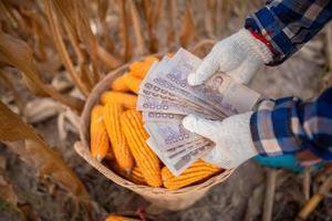 Maisbauern halten thailändische Banknoten im Wert von 5.000 Baht, die die Menschen von der Regierung erhalten. foto