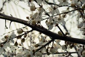 schöne sakura-blumen, kirschblüte foto