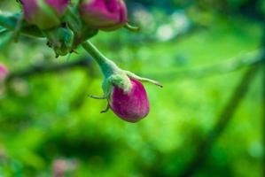 schöne rosa apfelblumen, frühlingshintergrund. foto