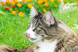 Maine-Coon-Katze liegt auf einem grünen Rasen foto