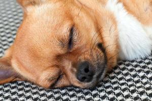 schlafender roter Chihuahua-Hund auf Shemagh-Musterhintergrund.