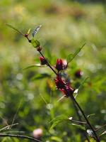 roselle reroselle hibiscus sabdariffa rote fruchtblume auf hölzernem hintergrund. zur Zubereitung von Tee oder Sirup verwendet. selektiver Fokus. d Fruchtblume im Garten foto