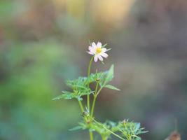 Rosafarbener Blumenkosmos caudatus, wilder Kosmos, ulam raja, König des Salats frisch blühend im Gartengrün lässt Gemüselebensmittelhintergrund foto